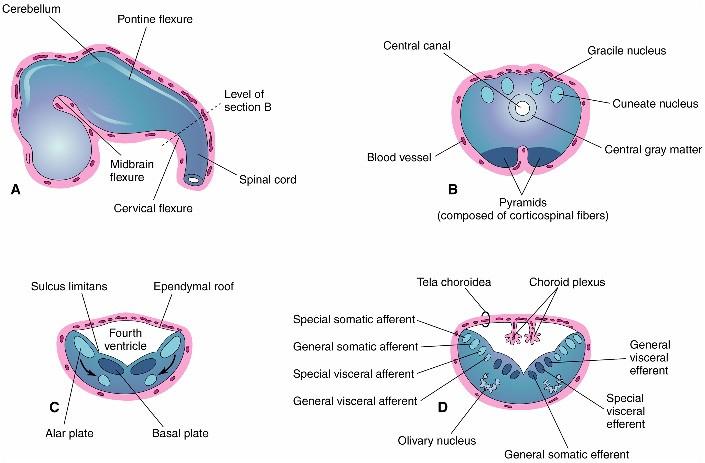 Embriologia do Bulbo Neurodesenvolvimento do bulbo