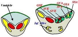 Embriologia do Bulbo Neurodesenvolvimento do bulbo PLACAS ALAR E BASAL SSA aferente