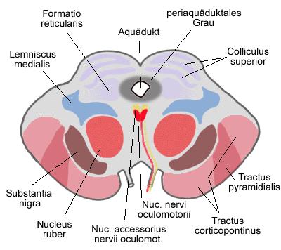 Embriologia do Mesencéfalo Neurodesenvolvimento