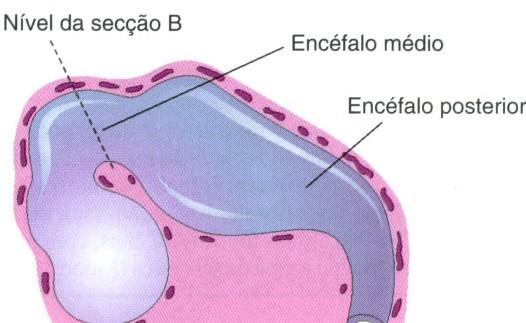 Embriologia do Mesencéfalo Neurodesenvolvimento mesencefálico 1.