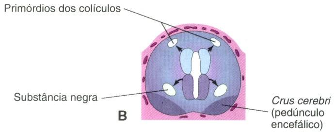 Neuroblastos Basais migram tegmento Substância Negra, Núcleo rubro, III e IV pares Crus
