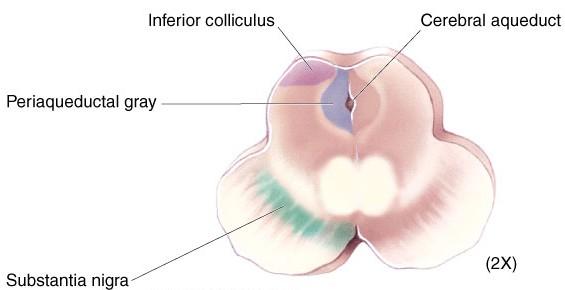colículos Colículos inferiores Núcleo mesencefálico (V) - Tegmento -
