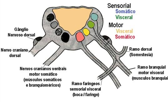 motores viscerais especiais N. sensoriais somáticos gerais N.