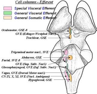 Tronco encefálico Neuroanatomia do tronco