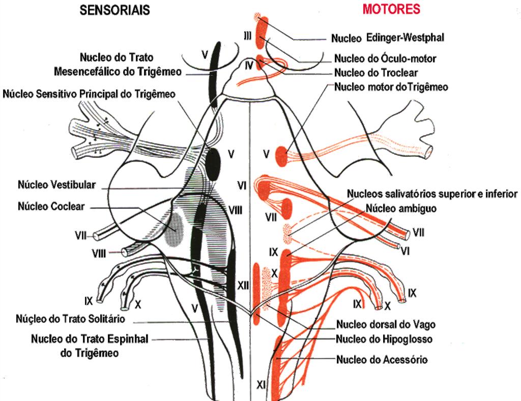 Tronco encefálico Neuroanatomia do tronco encefálico Núcleos