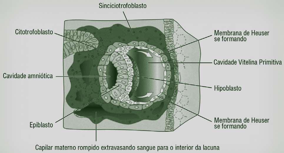 Blastocisto implantado no endométrio.