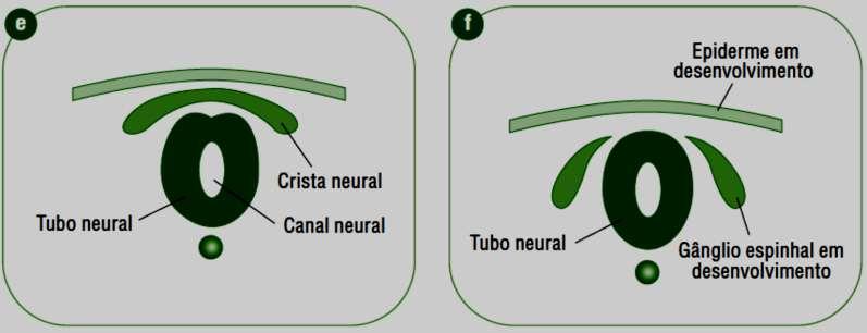 Formação do tubo