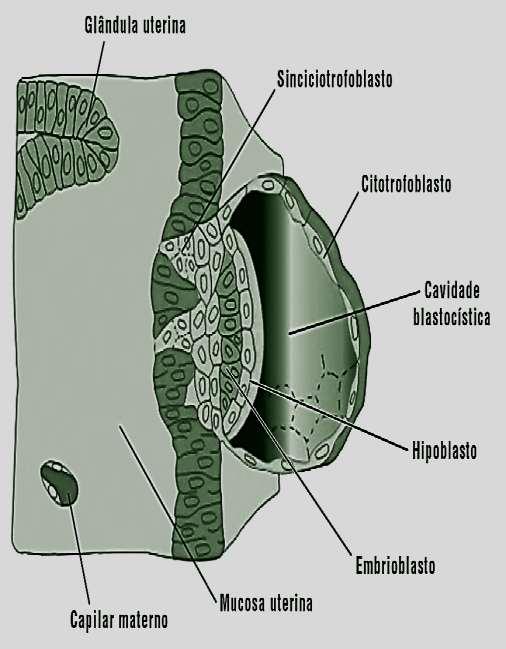 Implantação do blastocisto Quando o blastocisto se liga ao epitélio do endométrio, o trofoblasto (massa celular externa) começa a proliferar com rapidez e passa a diferenciar-se em duas camadas: a)
