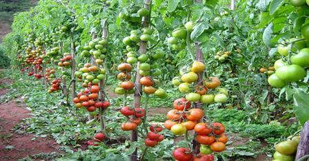 Produção de hortaliças orgânicas Olericultura é um ramo que trata da