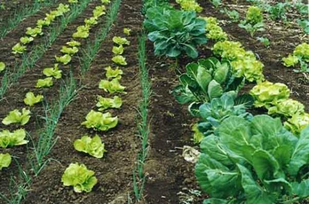 Agricultura Orgânica Sugestão de leitura: http://www.agricultura.gov.