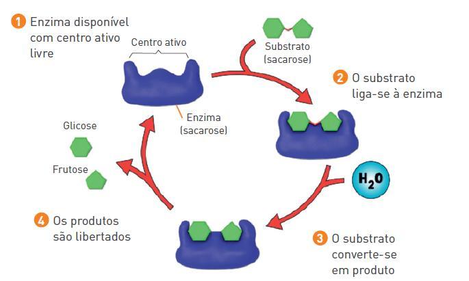 Como é que ocorrem as transformações químicas ao longo da digestão? As enzimas são proteínas, produzidas nas células, que catalizam as reações que ocorrem no organismo biocatalizadores.