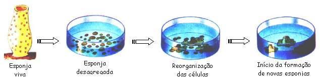 FILO PORIFERA