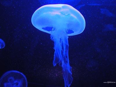 FILO CNIDARIA Está