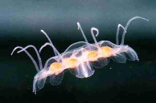 indivíduos: as medusas,
