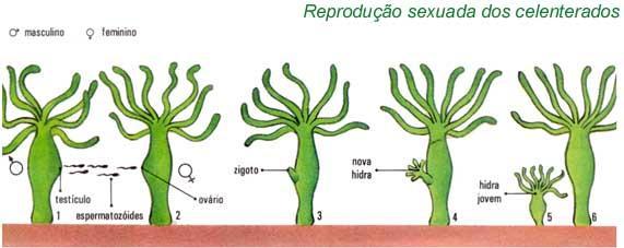 FILO CNIDARIA Sexuada: fecundação interna ou externa e direta;