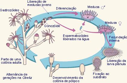 FILO CNIDARIA Sexuada: fecundação interna ou externa e direta; desenvolvimento externo,