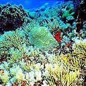 IMPORTÂNCIA ECOLÓGICA Recifes de corais: Proporcionam ambiente ideal para o desenvolvimento de fauna e flora muito características; Graças às condições de