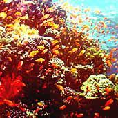 os recifes de corais são as mais ricas em biodiversidade; Devido a certas características da formação de recifes, geralmente existe nesses locais forte