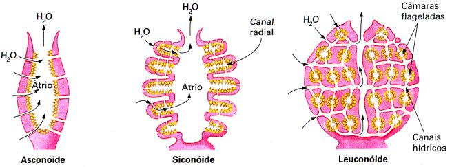 Tipos de esponjas Ascon: esponja mais simples. Sicon: dobramentos da parede corporal formam numerosos tubos radiais que possuem em seu interior um canal radial, onde se localizam os coanócitos.