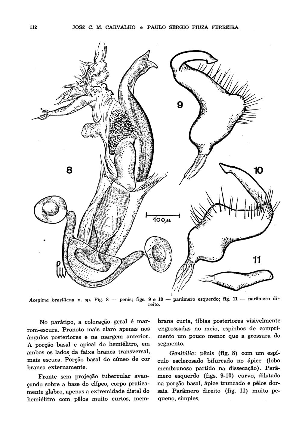 112 JOSP C. M. CARVALHO e PAULO SERGIO FIUZA FERREIRA 11 Acegima brasiiiana n. sp. Fig. 8 - penis; figs. 9 e 10 - paramero esquerdo; fig. 11 - parrmero direito.