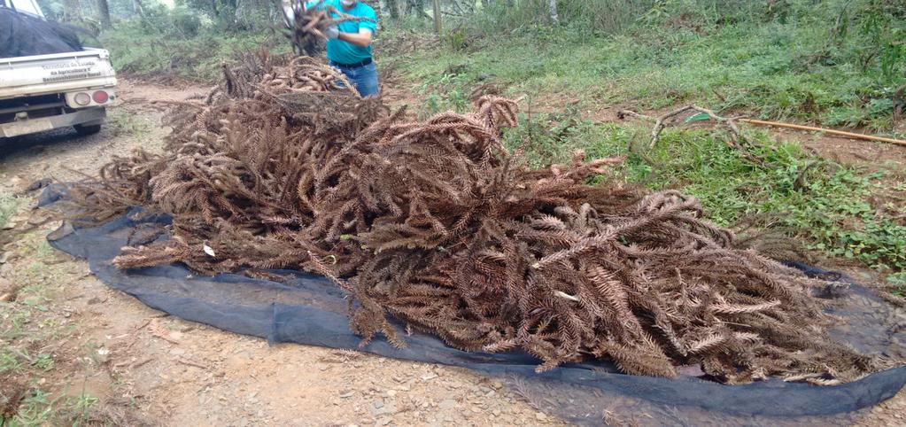 38 Figura 2 - Coleta das grimpas de araucária na Fazenda da Epagri, em Lages SC. Fonte: Elaborado pelo autor, 2016.