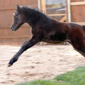 A Relação Viagen- Zerlotti Equine começou em 2006 com a produção de Clayton, o clone de Scamper, cavalo 10 vezes campeão mundial da prova dos três tambores da PRCA (Professional Rodeo Cowboys