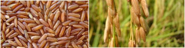br ou INFORMAÇÕES DA VARIEDADE DE ARROZ VERMELHO SCS119 Rubi A Epagri está disponibilizando ao mercado consumidor mais um tipo de arroz, é a variedade SCS119 Rubi.