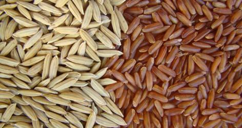 Pensando neste novo nicho de mercado, a equipe de pesquisa em arroz irrigado da Estação Experimental da Epagri em Itajaí, iniciou na década de 90 as pesquisas com tipos especiais de arroz, dentre