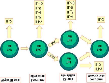 Th2 produzem IL-4, IL-5, IL-6, IL-10, IL-13. A IL-4 promove troca de classe para IgE e IG4. Estas citocinas atuam em conjunto na quimioatração de células B, mastócitos, basófilos e eosinófilos.