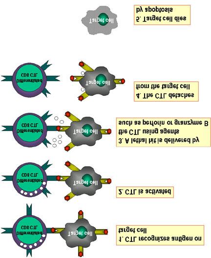 5. Imuno-regulação 1. Fatores Papel do antígeno: o Diferenças químicas antígenos protéicos induzem imunidade e humoral.