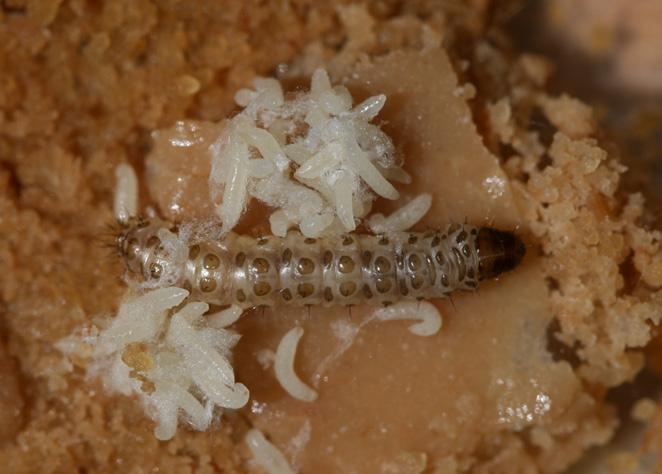 62 Figura 33: Larvas de Cotesia flavipes