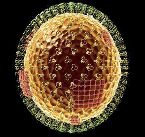 Vírus influenza -Vírus RNA Tipo A: Orthomyxoviridae Associado a epidemias e pandemias Infecta humanos e muitas espécies: (pássaros, porcos, cavalos, etc.
