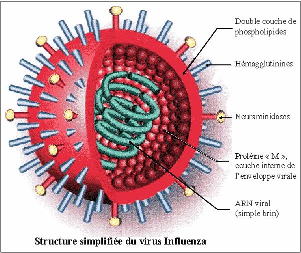 Vírus influenza Hemaglutinina (H): Responsável pela adsorção e fusão do vírus à célula São reconhecidas 16 diferentes tipos de H Neuraminidase (N):