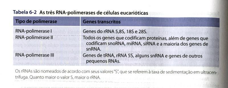 A iniciação da transcrição em eucariotos necessita de várias proteínas Os