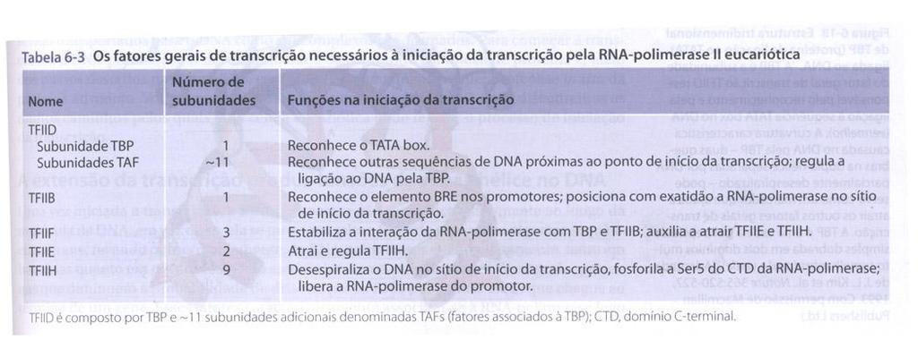 A iniciação da transcrição em eucariotos necessita de várias proteínas As RNA-polimerases eucarióticas necessitam de diversas proteínas adicionais, coletivamente denominadas fatores gerais de