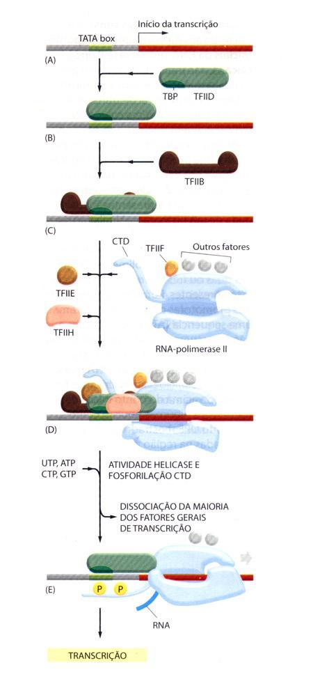 A iniciação da transcrição em eucariotos necessita de várias proteínas Reconhecimento de TATA-box pelo TFIID Distorção no DNA por meio da ligação de TFIID e ligação de TFIIB que permite o perfeito