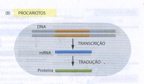 ao processamento de RNA As