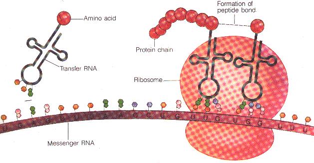 Síntese protéica As principais estruturas envolvidas na síntese protéica são: mrna, trnas aminoacilados e ribossomos contendo rrnas; O processo de tradução pode ser dividido em 3