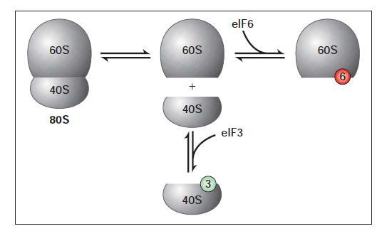 Síntese protéica O início da tradução ocorre no códon AUG mais próximo da região 5 de uma molécula de