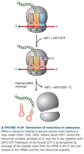 Síntese protéica O fator de liberação erf3, que é uma proteína que se liga a GTP, age conjuntamente com erf1 para promover a clivagem do peptidil-trna, liberando, assim, a cadeia polipeptídica; A