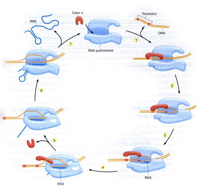 Os sinais codificados no DNA indicam à RNA-polimerase onde iniciar e onde terminar A RNA-polimerase bacteriana é um complexo de múltiplas subunidades; A subunidade chamada fator sigma (σ) indica onde