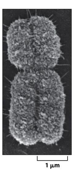 Cromossomo mitótico é altamente compactado 1) Origem de replicação do DNA: onde a duplicação se inicia Cromossomo em metáfase 2) centrômero: seq.
