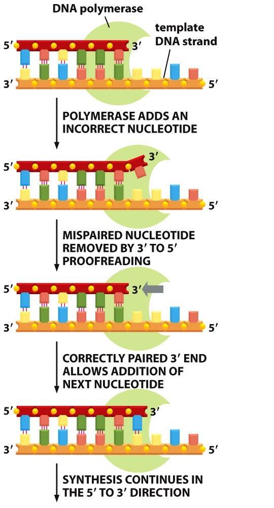 A enzima DNA polymerase