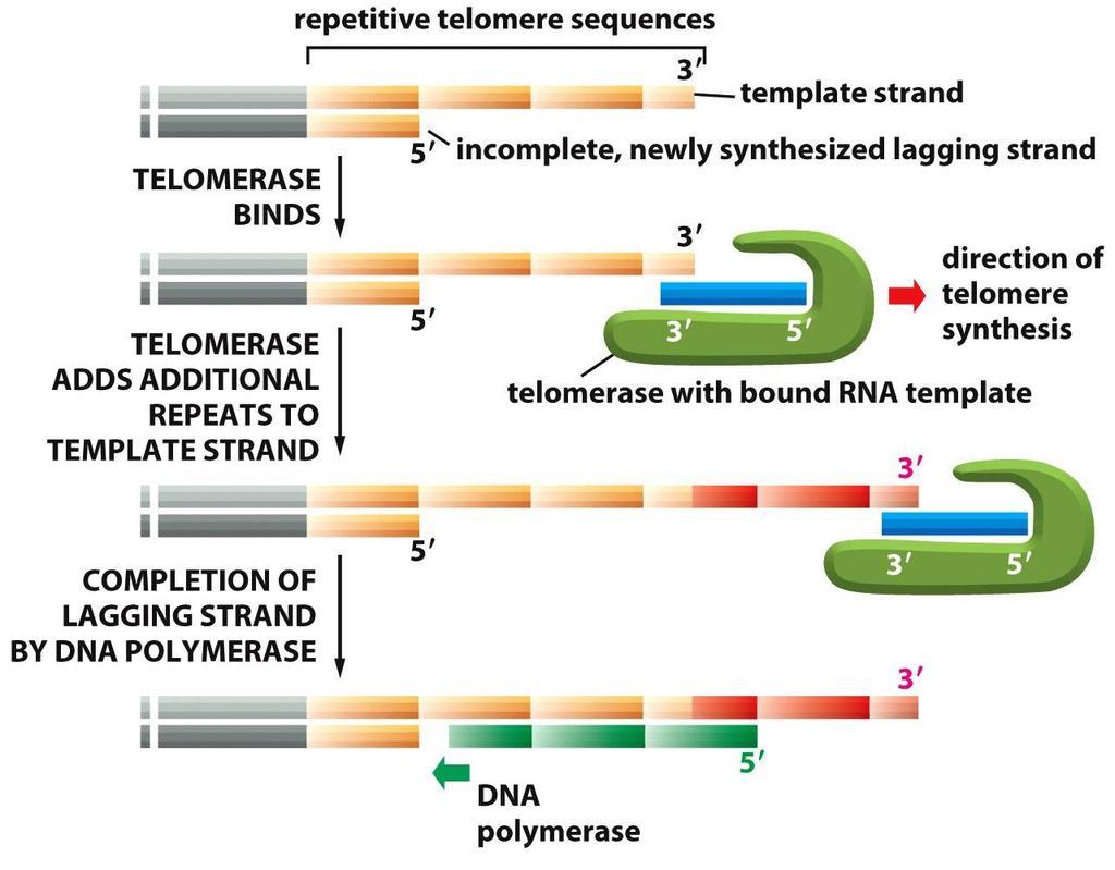 Telomerases permitem a síntese
