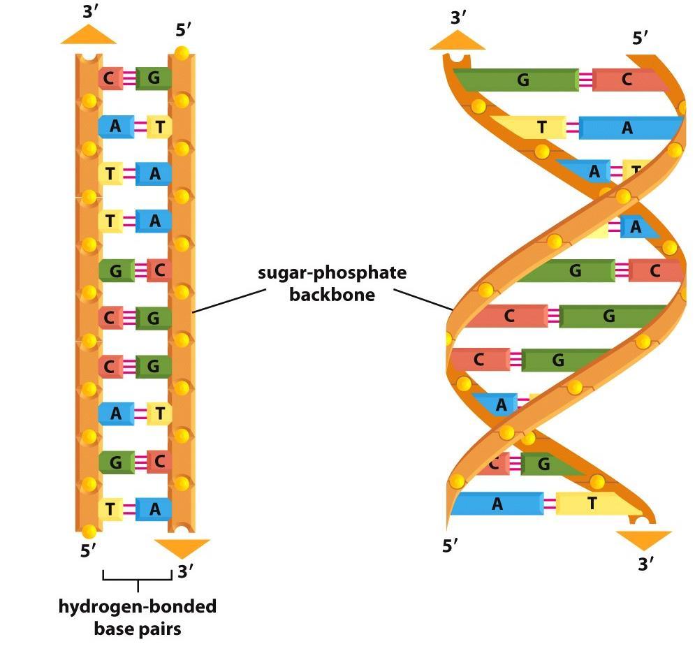 DNA é um polímero de