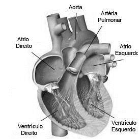 09 O fluxo total de sangue na grande circulação, também chamado de débito cardíaco, faz com que o coração de um homem adulto seja responsável