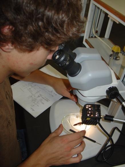 Posteriormente realizou-se a identificação dos organismos, mediante o uso microscópio estereoscópico Olympus SZX10, com zoom de ampliação de 10-132x até ao nível taxonómico de família.