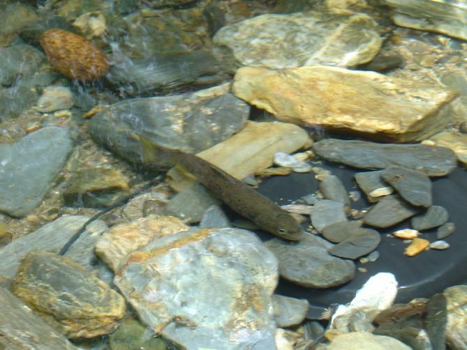 previamente através de pesca eléctrica no local de estudo).