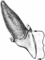 central vestibular (figura 2.4); Figura 2.