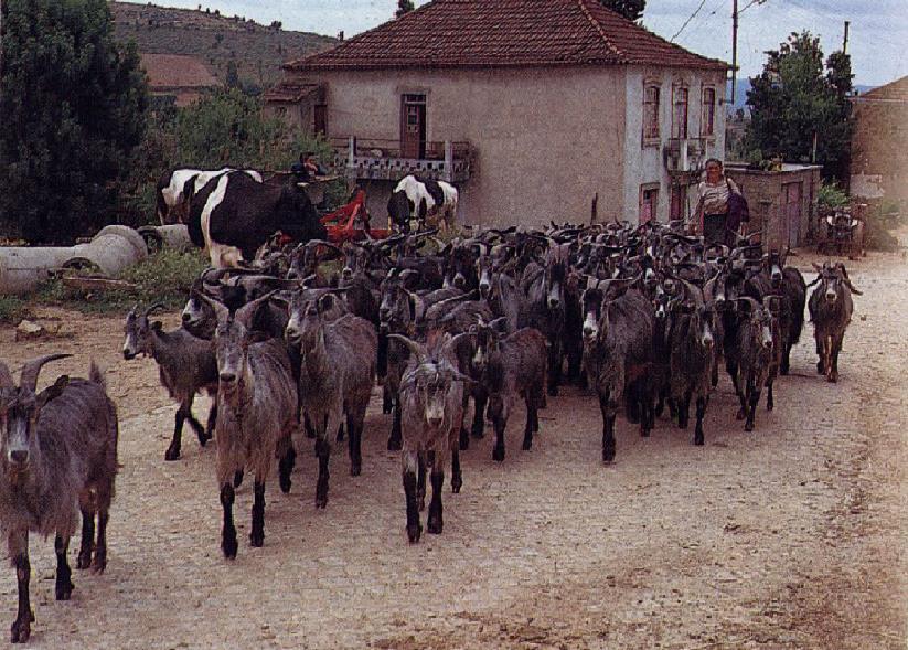 Raça Serrana Introdução Fonte: DGP, 1987 A actividade agro-pecuária com base na raça caprina Serrana tem um papel importante na fixação das populações ao meio rural, contribuindo para o